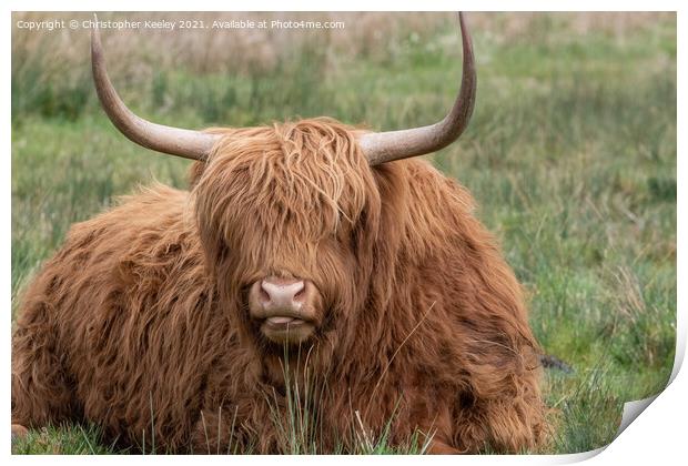 Highland cow portrait Print by Christopher Keeley