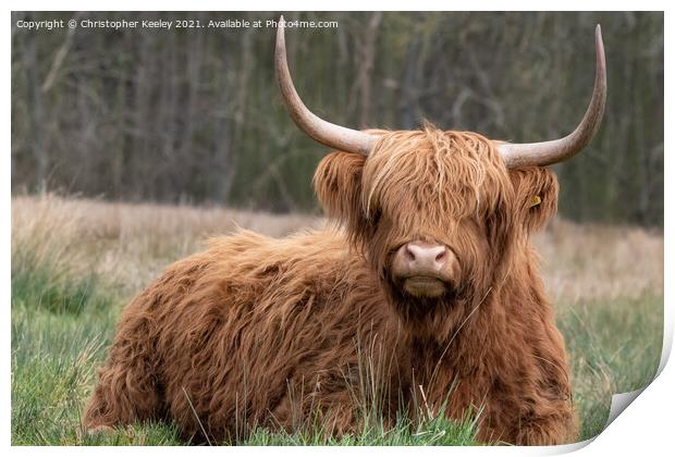 Highland cow in the field Print by Christopher Keeley