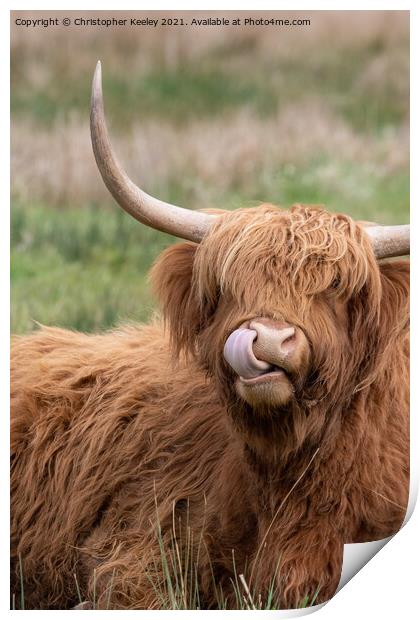 Highland cow portrait Print by Christopher Keeley