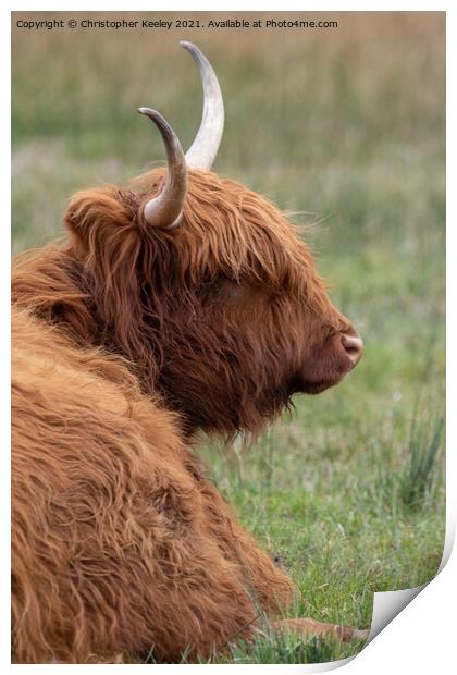 Highland cow taking a break Print by Christopher Keeley
