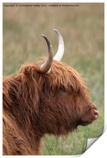 Highland cow Print by Christopher Keeley