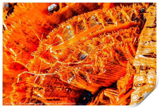 Macro of fibers from a cut banana stump Print by Hanif Setiawan