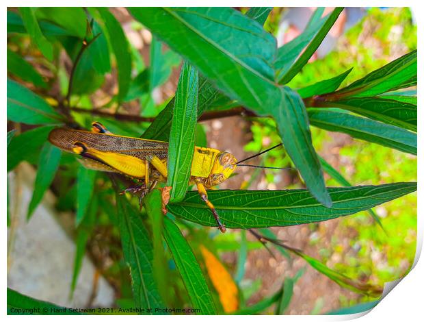 A grasshopper between leaves. Print by Hanif Setiawan