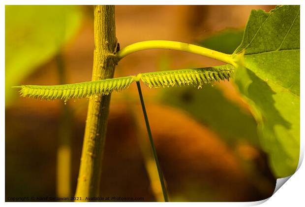 One frayed leaf in macro closeup looks like a centipede. Print by Hanif Setiawan