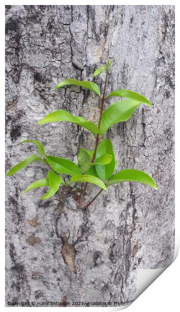 A small plant sprout on a tree bark. Print by Hanif Setiawan