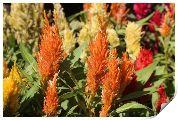 Orange Prince of Wales feathers or Celosia Argente Print by Hanif Setiawan