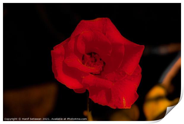 Dark red rose blossom Print by Hanif Setiawan