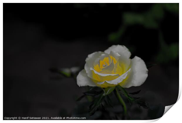 White rose blossom with bright yellow center Print by Hanif Setiawan