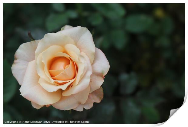 White rose blossom with bright yellow center Print by Hanif Setiawan