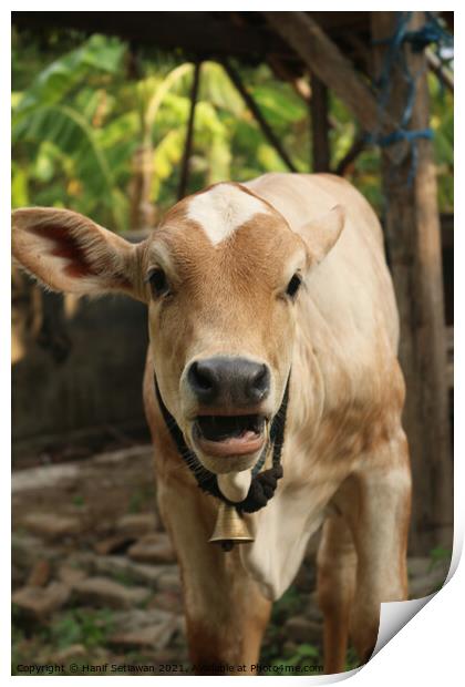  An Asian light brown beef calf with open mouth Print by Hanif Setiawan