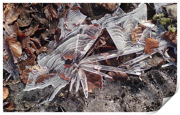 Ice flower  Print by Ranald Dods