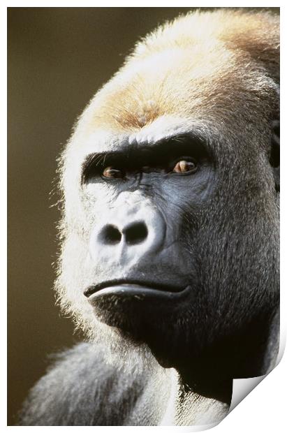Gorilla portrait. Print by Dr.Oscar williams: PHD