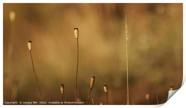  Minimalism in nature. Print by sergey filin