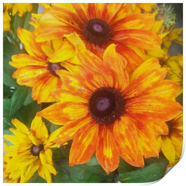 Vibrant sunflower Print by Paddy 