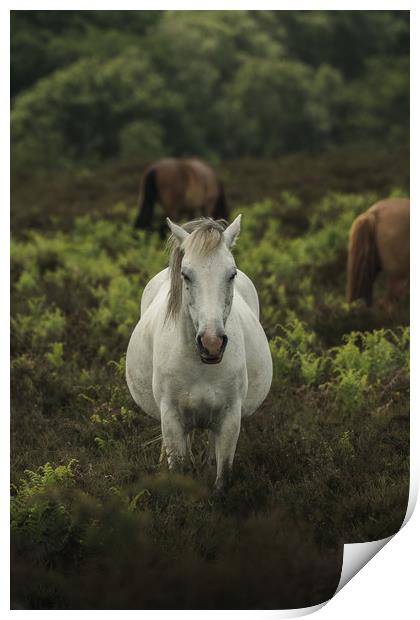 White Horse Portrait  Print by Matt Mears