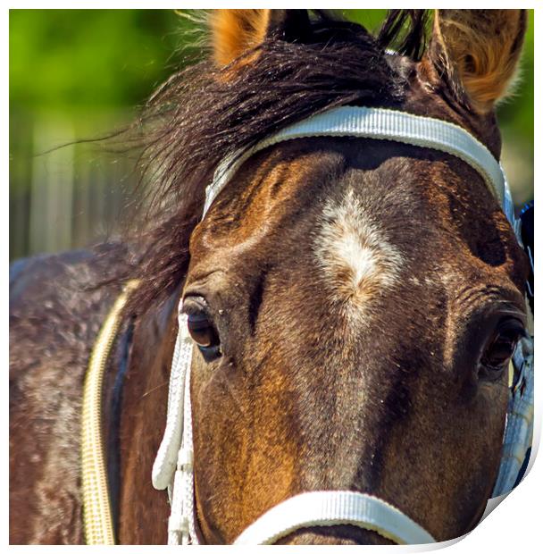 Portrait of a thoroughbred horse. Print by Mikhail Pogosov