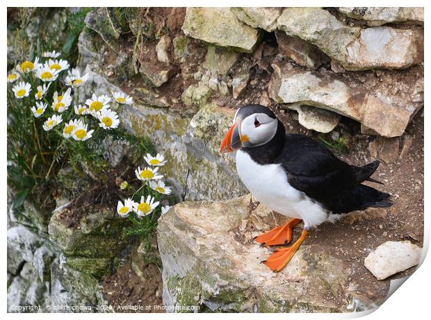Puffin on cliff side with daisies Print by claire chown