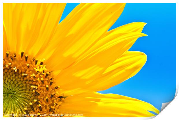 Sunflower Print by claire chown