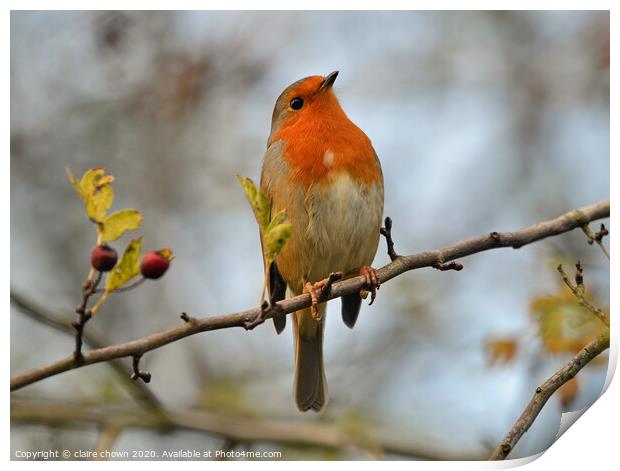 Robin in late autumn afternoon. Print by claire chown