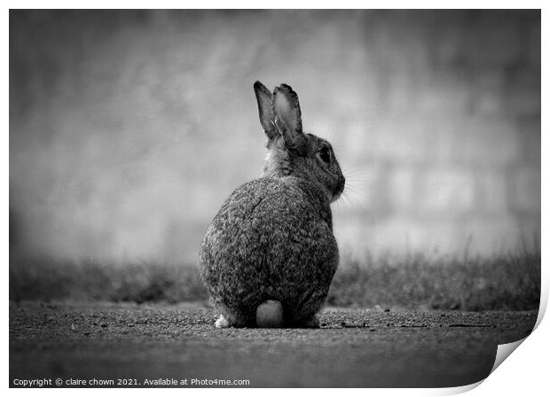 Wild Rabbit in monochrome  Print by claire chown