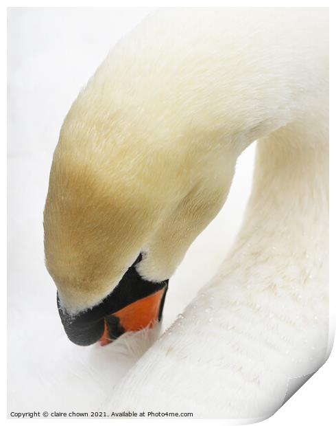 Sleeping Swan in High Key Print by claire chown