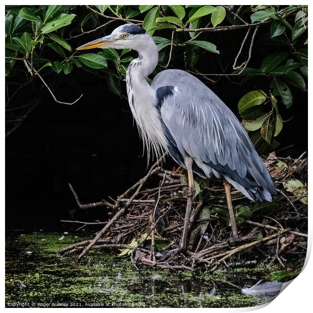 Blue Heron Print by Roger Aubrey