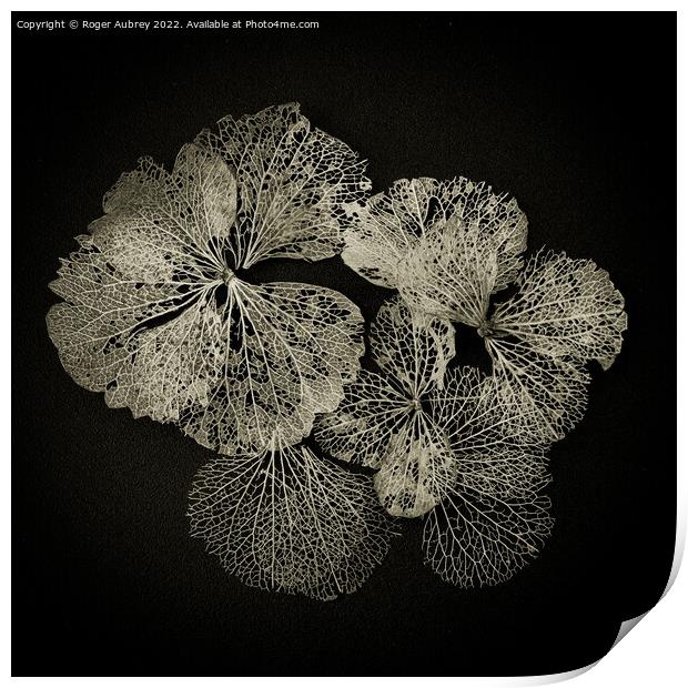 Hydrangea petals in Lace Print by Roger Aubrey