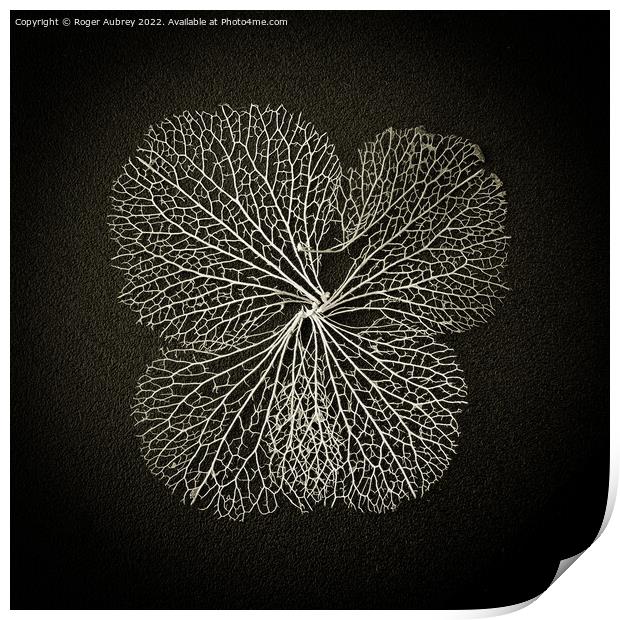 Hydrangea lace petal Print by Roger Aubrey