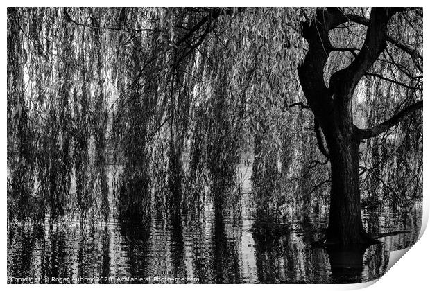 Weeping Willow Print by Roger Aubrey