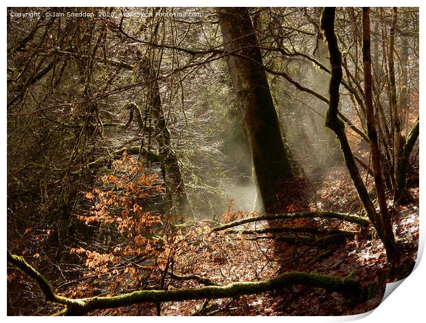 Misty, sunlit woods, Aberfeldy Print by Iain Sneddon
