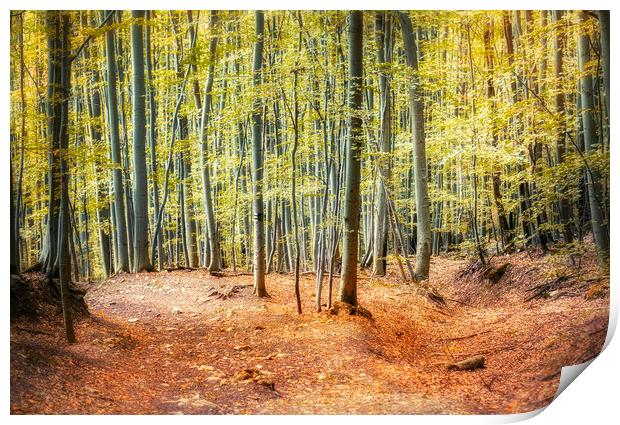Autumn forest Print by Zita Stanko