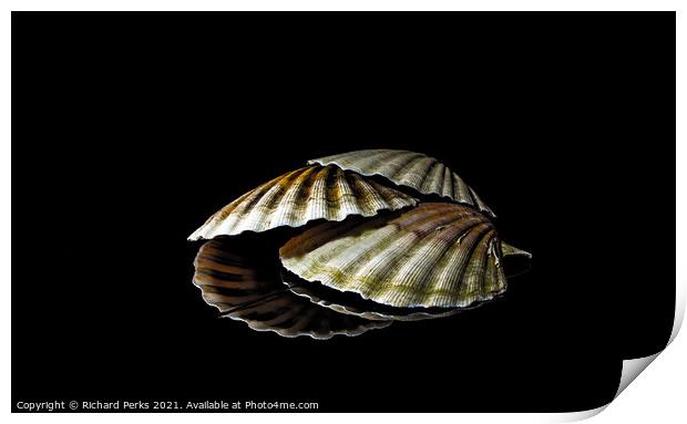 Scallop shells in reflection Print by Richard Perks
