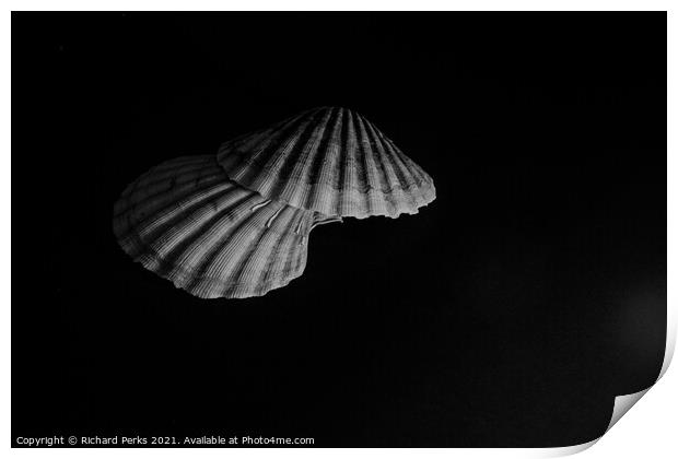 Scallop shells  Print by Richard Perks