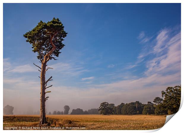 Lonesome  Yorkshire tree Print by Richard Perks