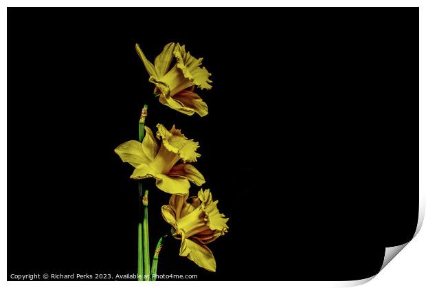 Yellow Daffodils Print by Richard Perks