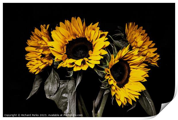 The Sunny Sunflowers Print by Richard Perks