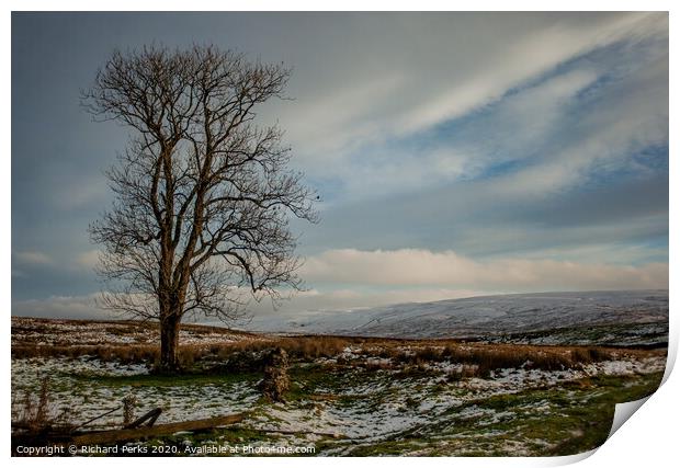 Ribblehead lone tree Print by Richard Perks