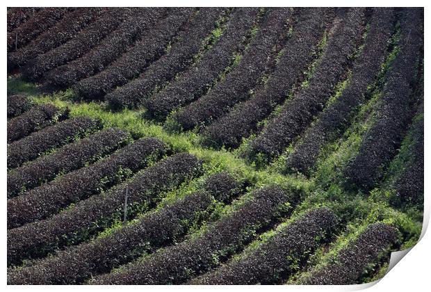 ASIA THAILAND CHIANG RAI MAE SALONG TEA PLANTATION Print by urs flueeler