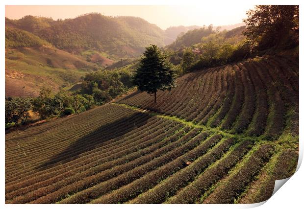 ASIA THAILAND CHIANG RAI MAE SALONG TEA PLANTATION Print by urs flueeler