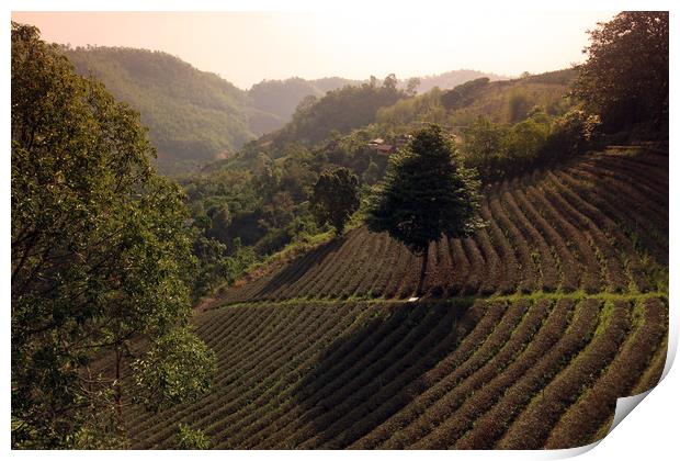 ASIA THAILAND CHIANG RAI MAE SALONG TEA PLANTATION Print by urs flueeler