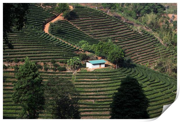 ASIA THAILAND CHIANG RAI MAE SALONG TEA PLANTATION Print by urs flueeler