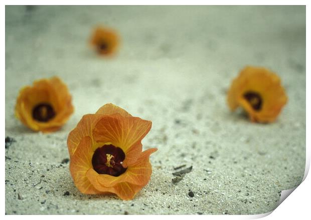 ASIA INDIAN OCEAN MALDIVES TROPICAL FLOWERS Print by urs flueeler