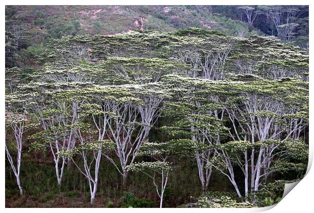 ASIA EAST TIMOR TIMOR LESTE FOREST LANDSCAPE Print by urs flueeler