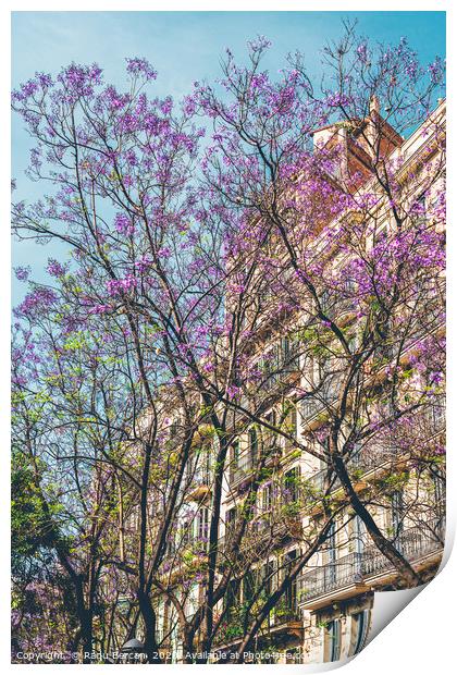Purple Flower Trees, Tree Blossom, Barcelona City Print by Radu Bercan