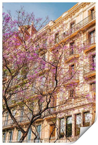 Pink Flower Tree, Barcelona City Spring Trees Print by Radu Bercan
