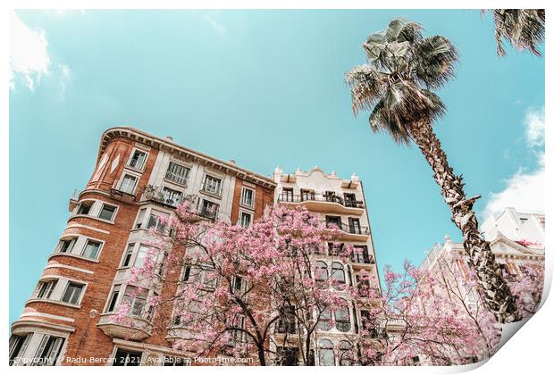 Purple Flower Trees In Barcelona City In Spain Print by Radu Bercan