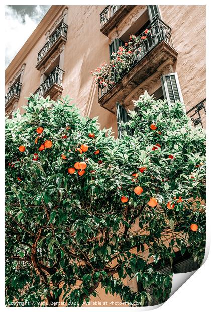 Orange Trees In Barcelona City, Spain Print by Radu Bercan