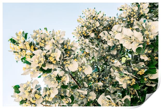 Lime Tree Flowers In Spring Print by Radu Bercan
