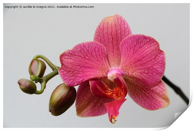 Pink orchid flowers Print by aurélie le moigne