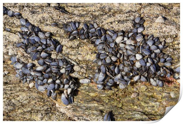 Wild mussels on rocks Print by aurélie le moigne